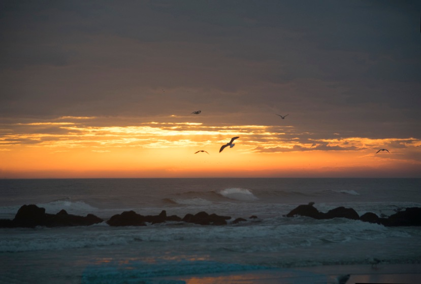 Gull fog sunset wavesDSC_7467